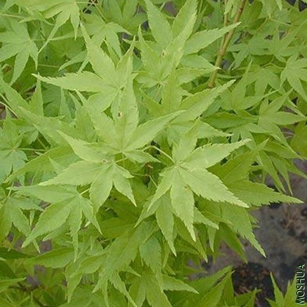 ACER palmatum Ukon_2048x.webp.jpg