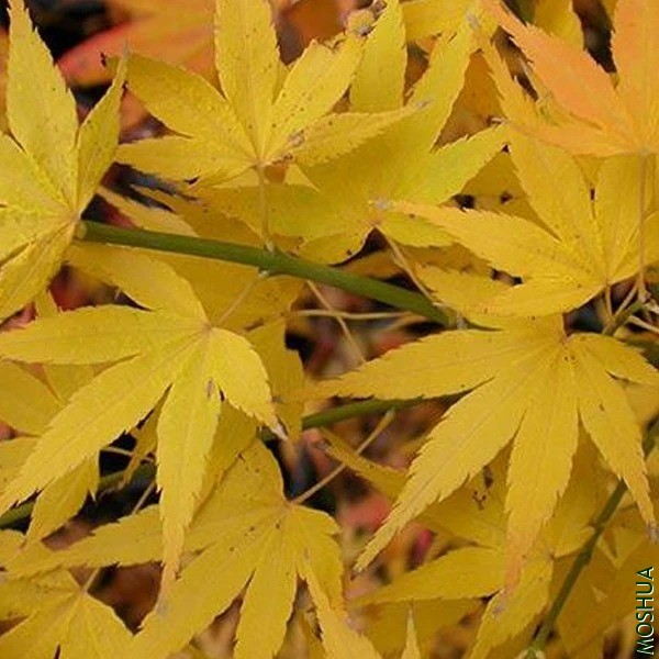 ACER palmatum Ukon _2048.webp.jpg
