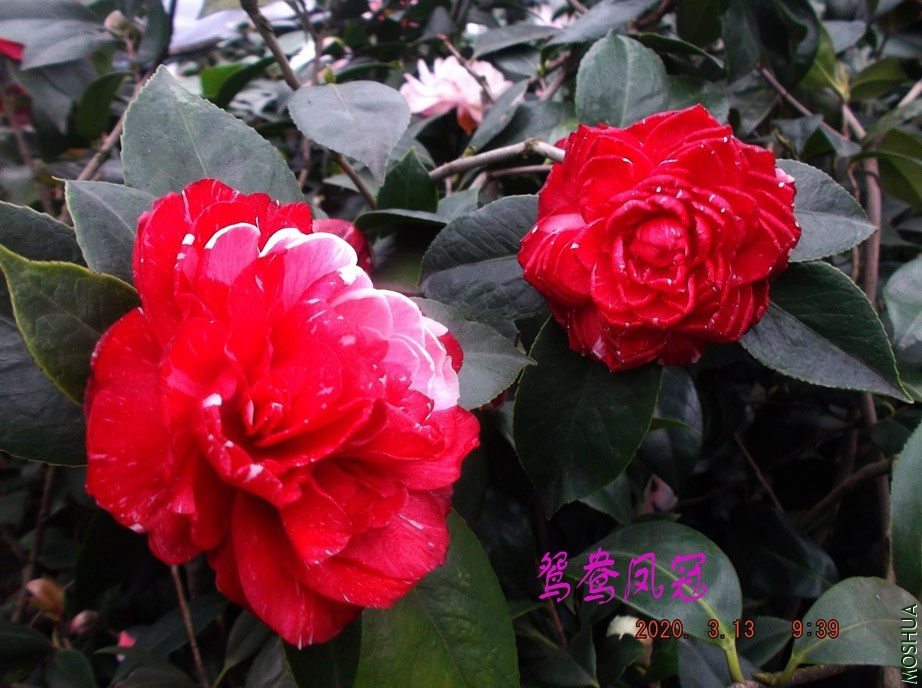 2020-2-13jx590 (19) ����w.jpg