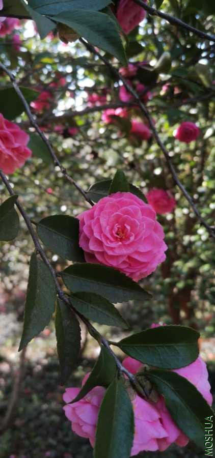 IMG_20200310_151334.jpg
