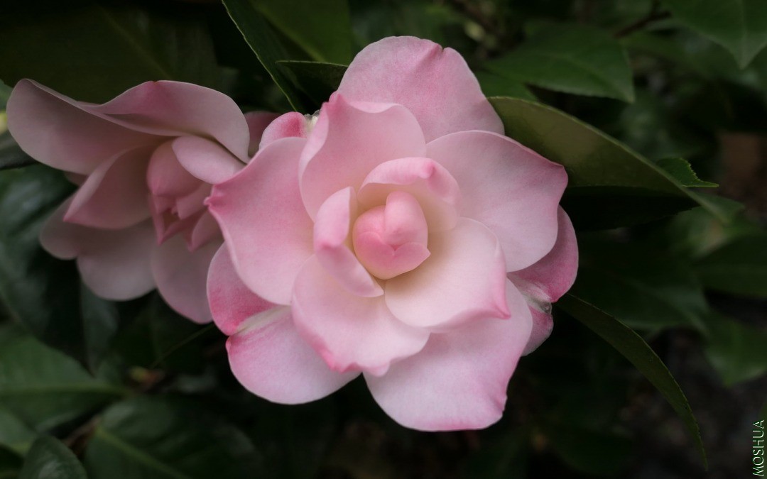 P2280478**�ʺ�.jpg