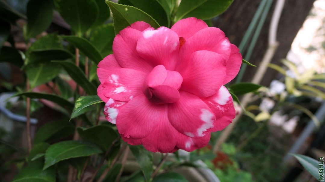 P2280864������.jpg