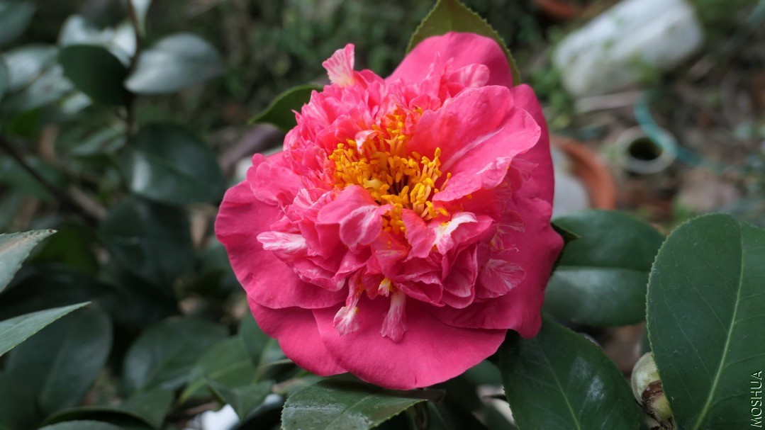 P2280922�צܽ��.jpg