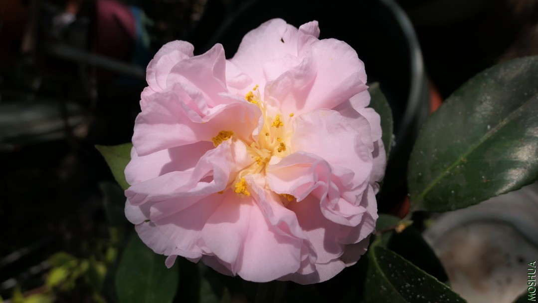 P2290057˿ɴ��.jpg