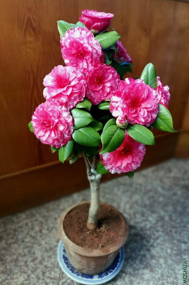 ��ϵ������ (43).jpg