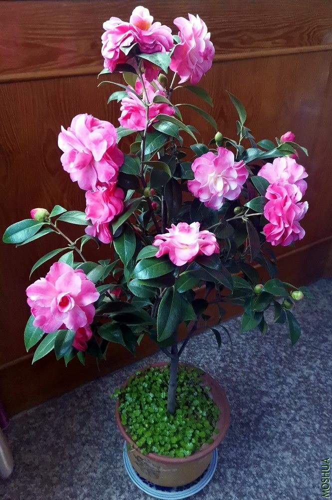 ��ã�Ĵ��� (104).jpg