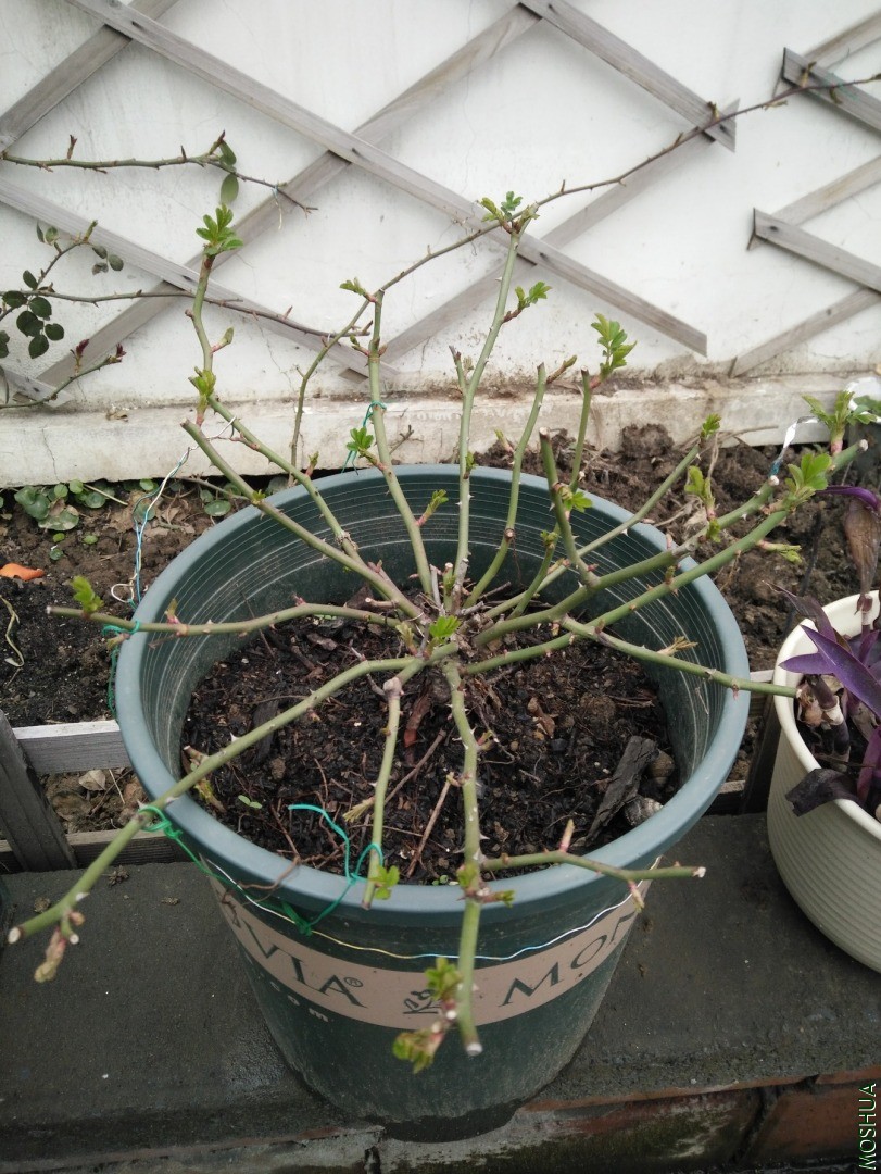 ��������֦����ģ��