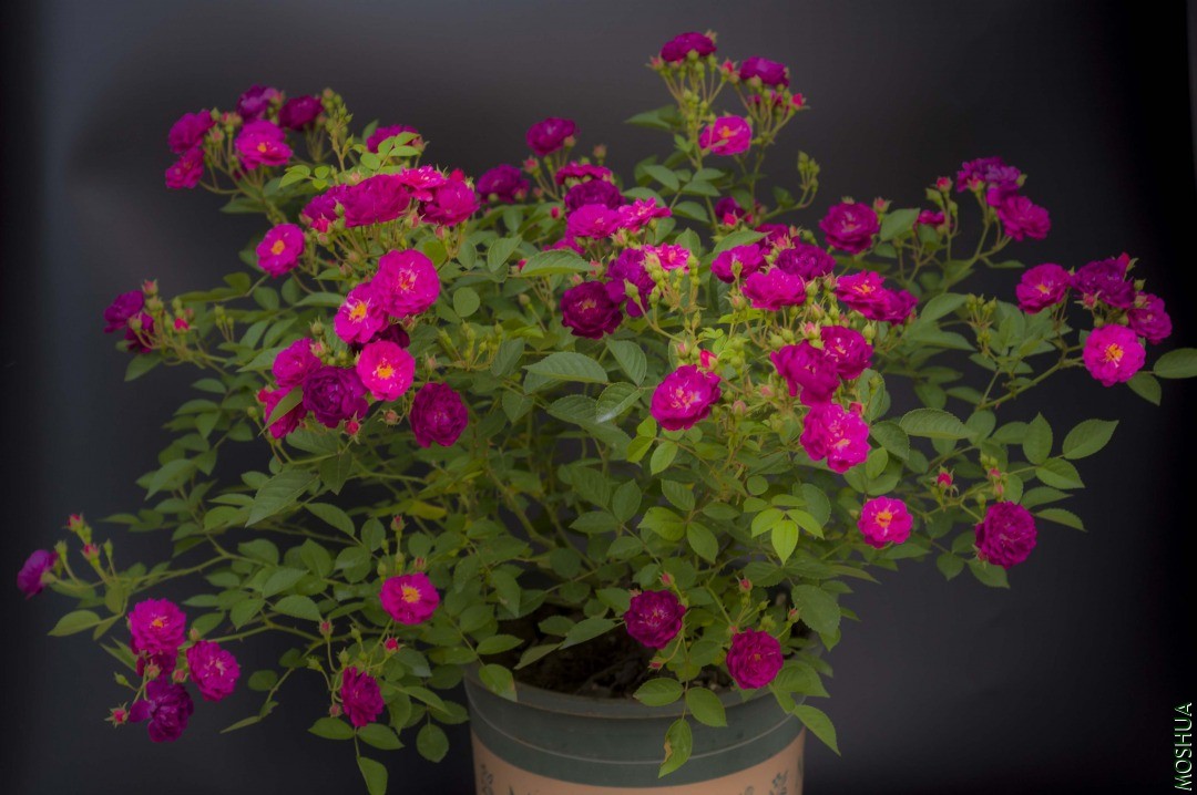 ������Ч��