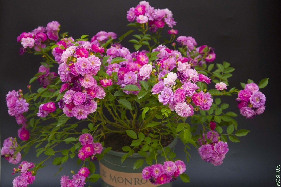 ʢ����Ч��