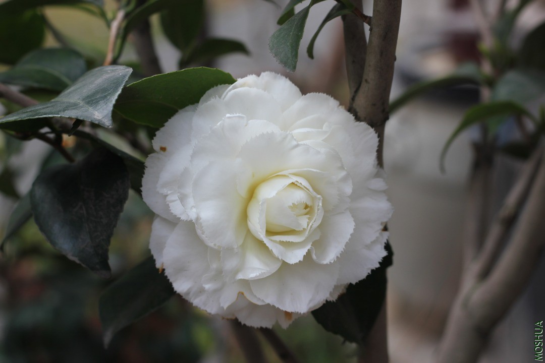 ���Ű׳���1 (2).JPG