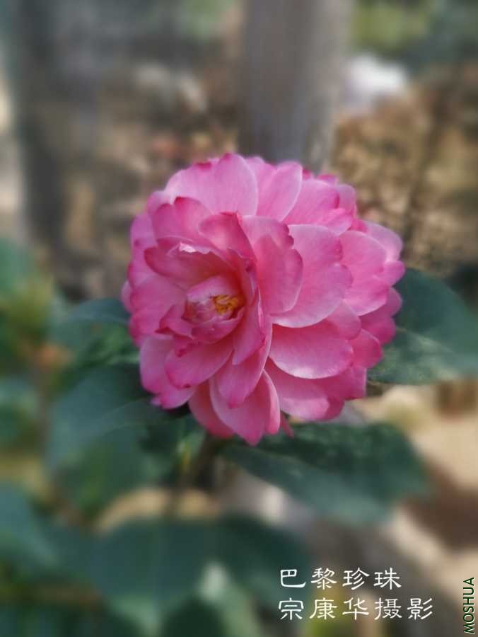 a1584531733376.jpg