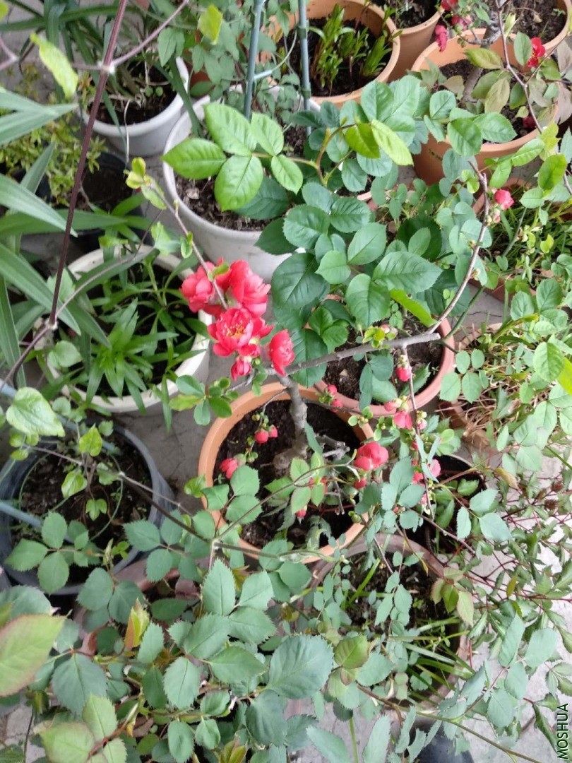 ΢��ͼƬ_20200319161256.jpg