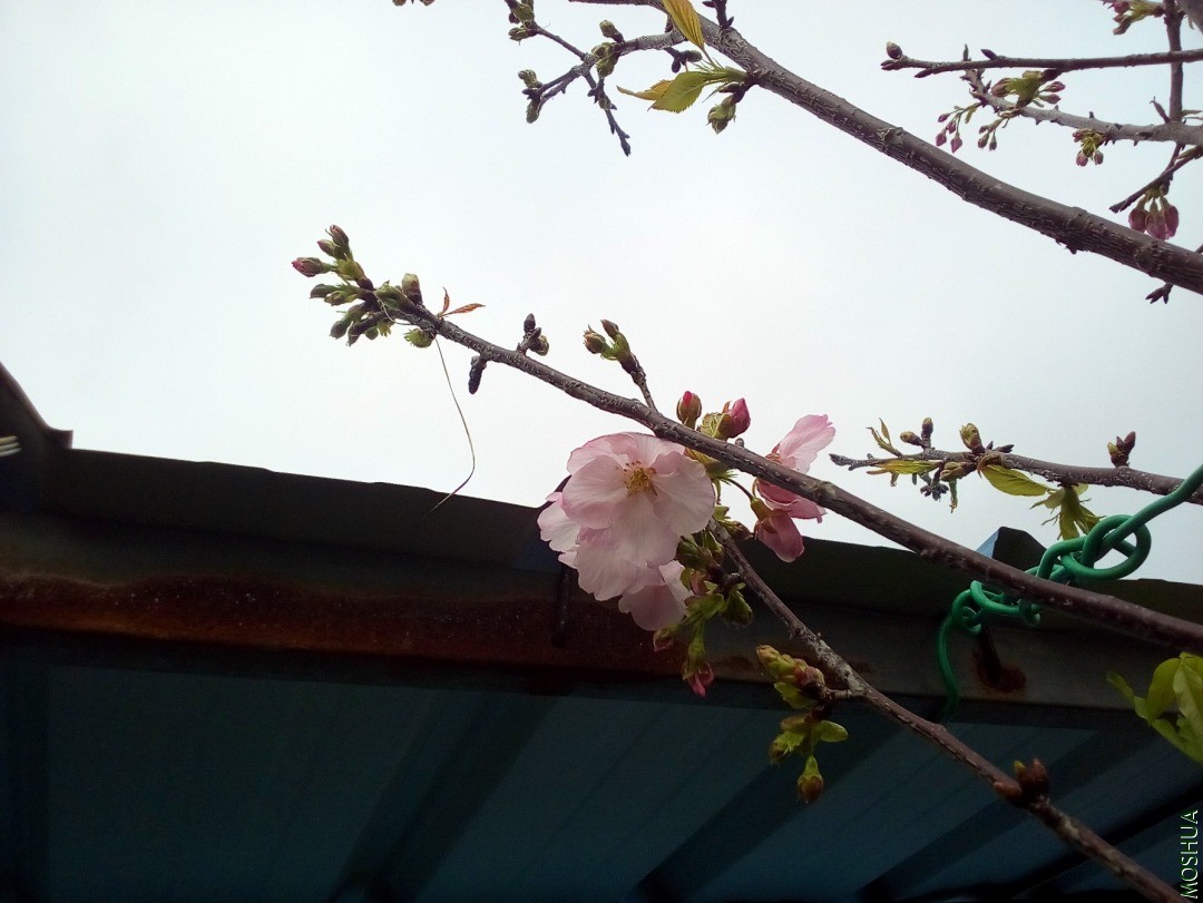 IMG_20200320_094610_807.jpg