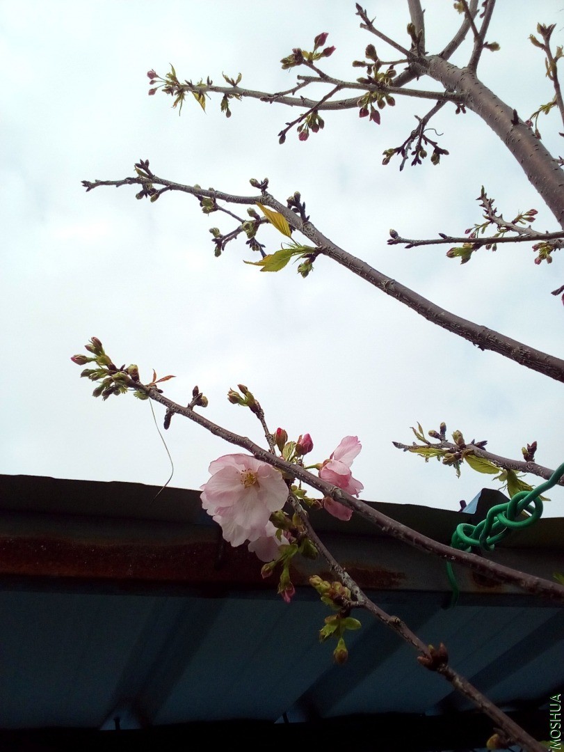 IMG_20200320_101931_663.jpg