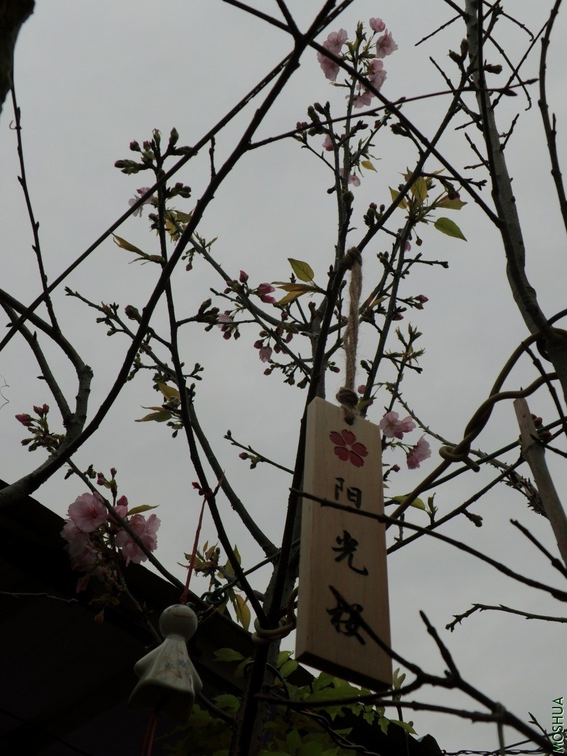 DSCI8890.JPG