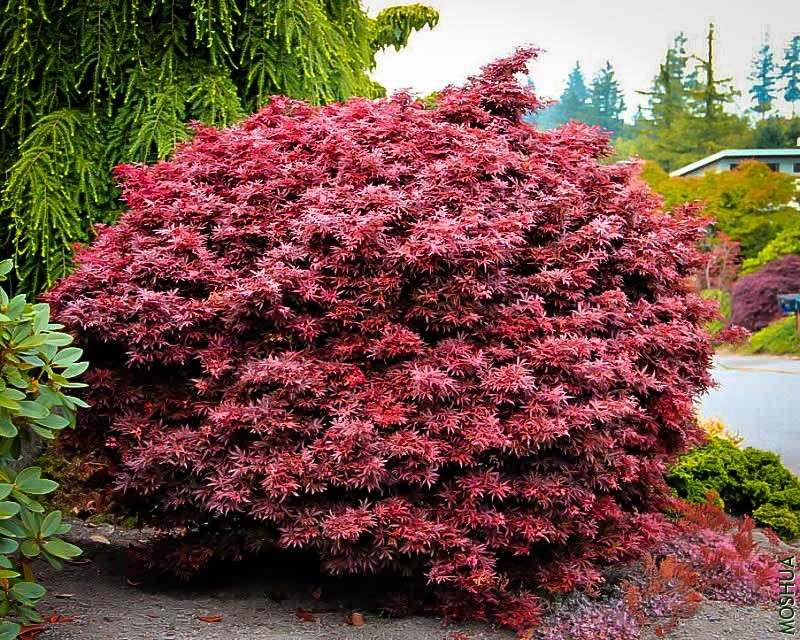 shaina-japanese-maple-1.jpg