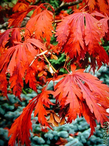 acer-japonicum-aconitfolium-3.jpg