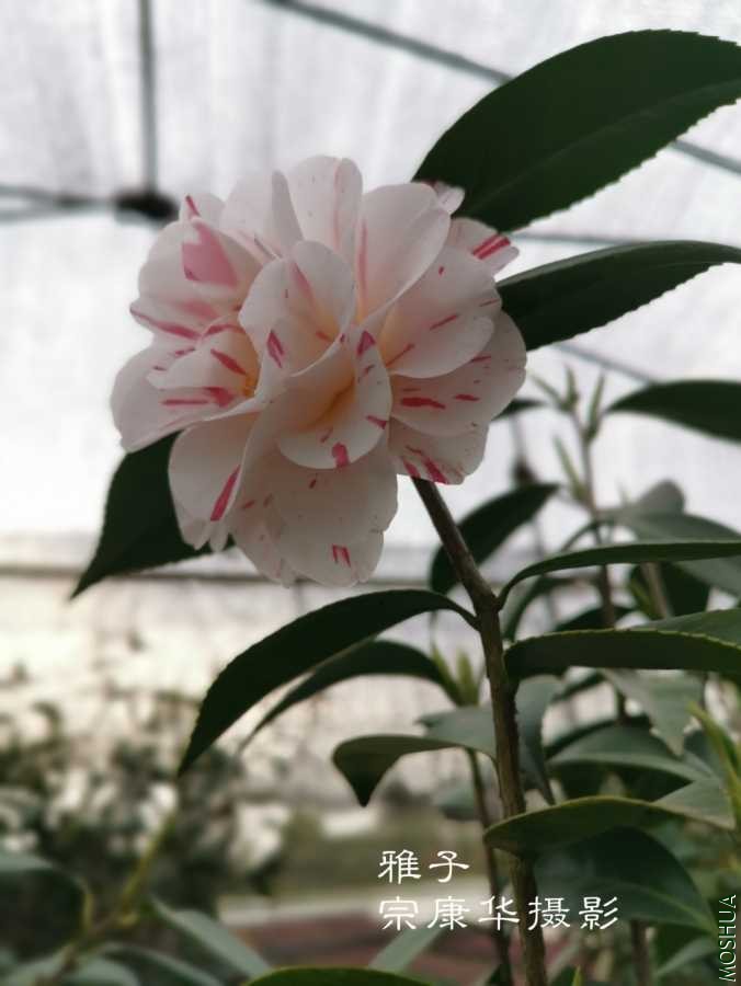 a1584794281249.jpg