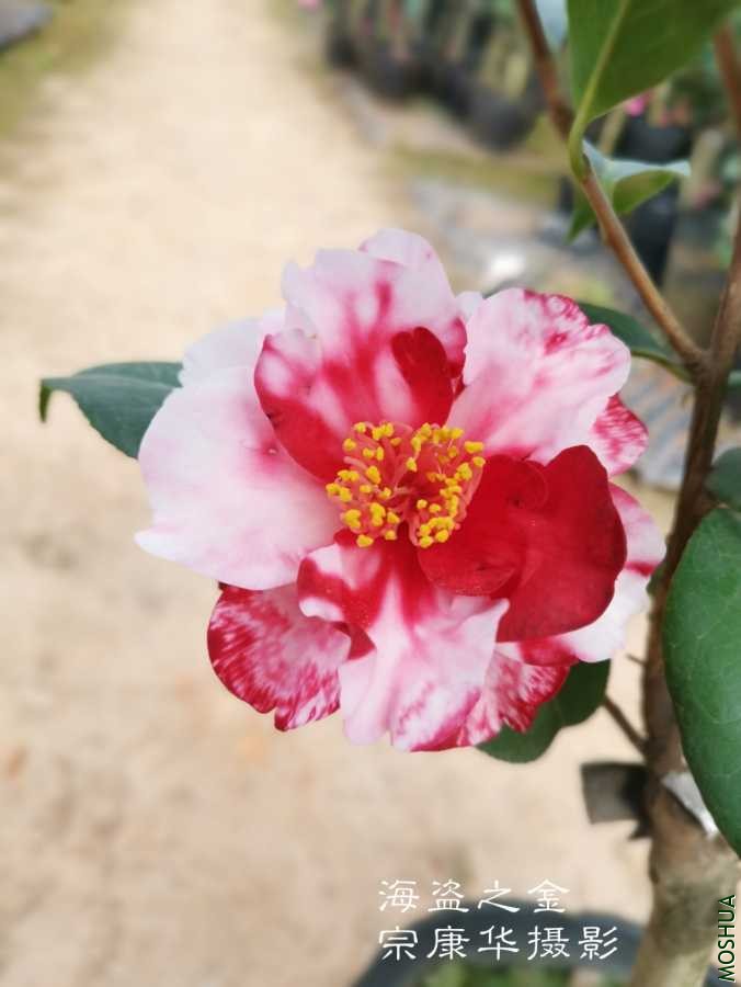 a1584794305530.jpg