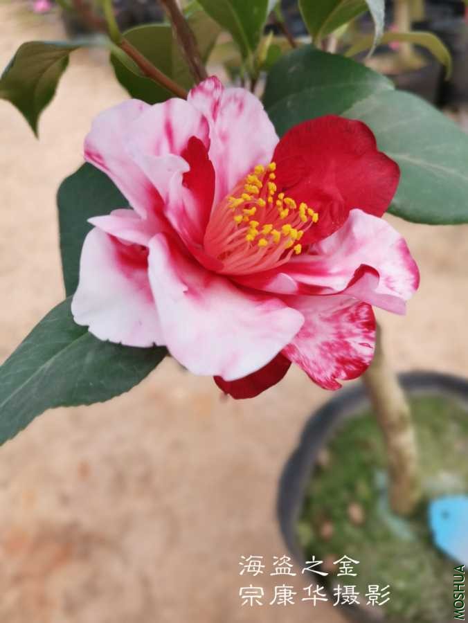 a1584794305883.jpg