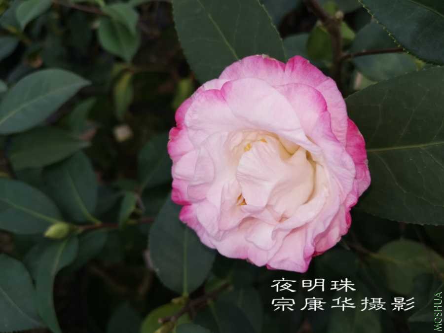 a1584794252610.jpg