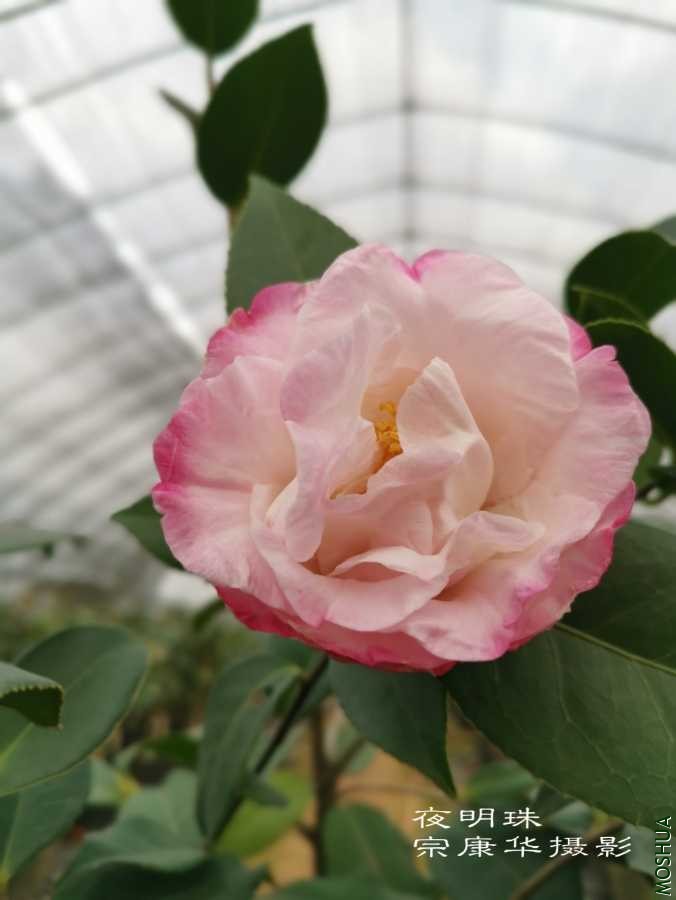 a1584794253036.jpg