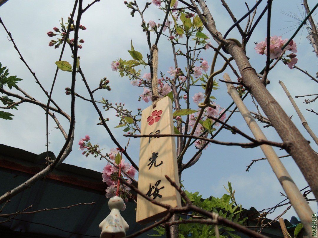 DSCI8939.JPG