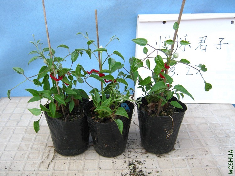 ħ��IMG_0841.jpg
