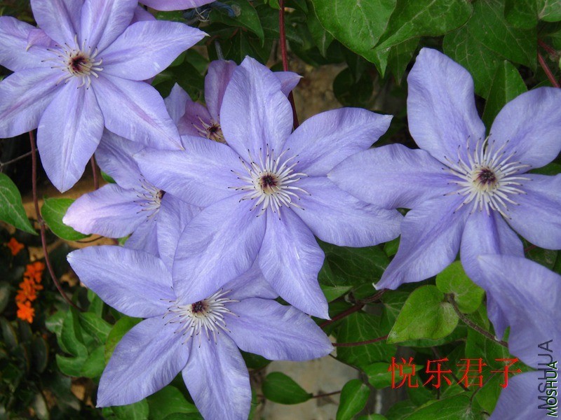 211156p880jjhaak5gn035.jpg