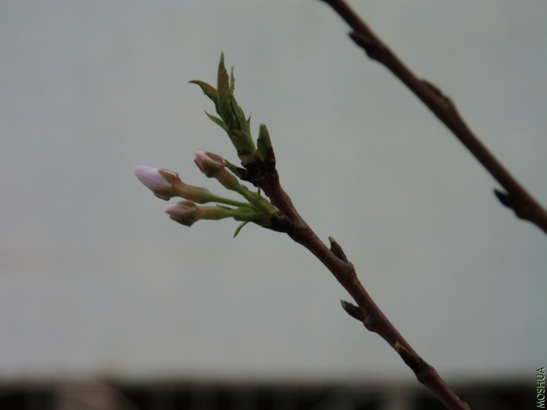 DSCI8984.JPG