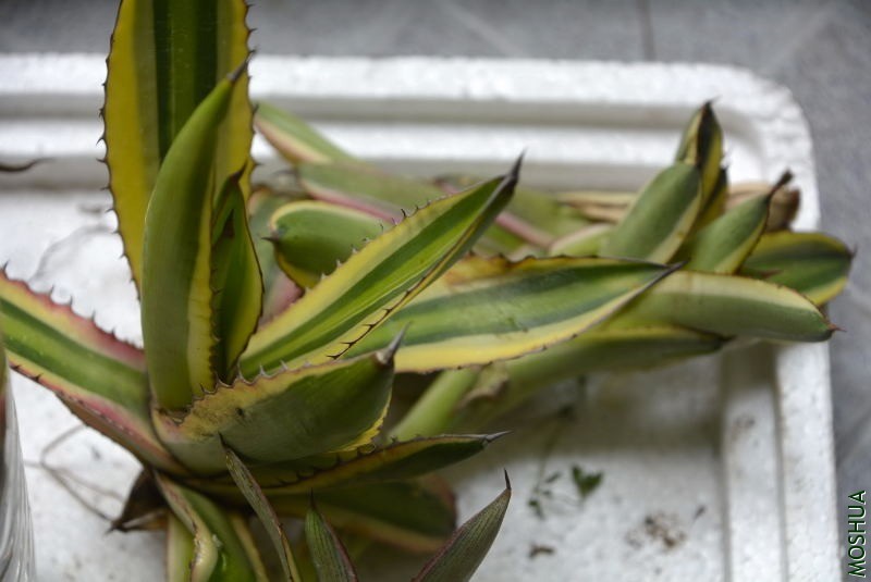 _DSC11680034.JPG