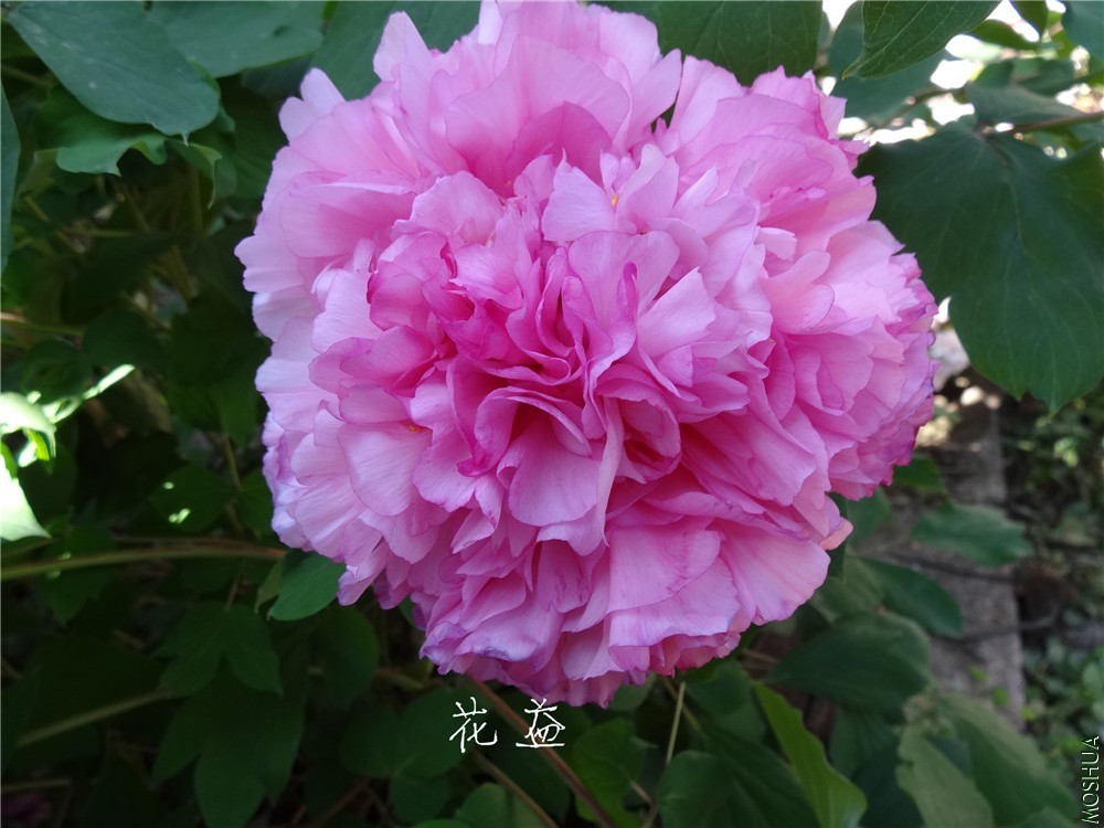 DSC04707.jpg