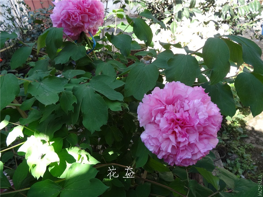 DSC04710.jpg