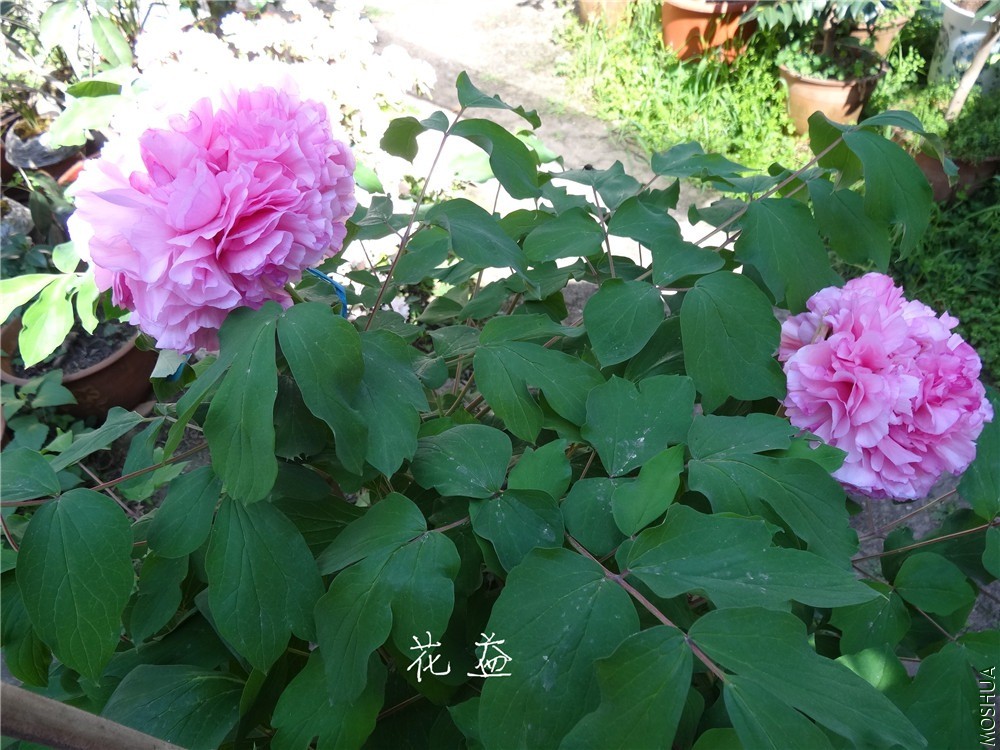 DSC04713.jpg