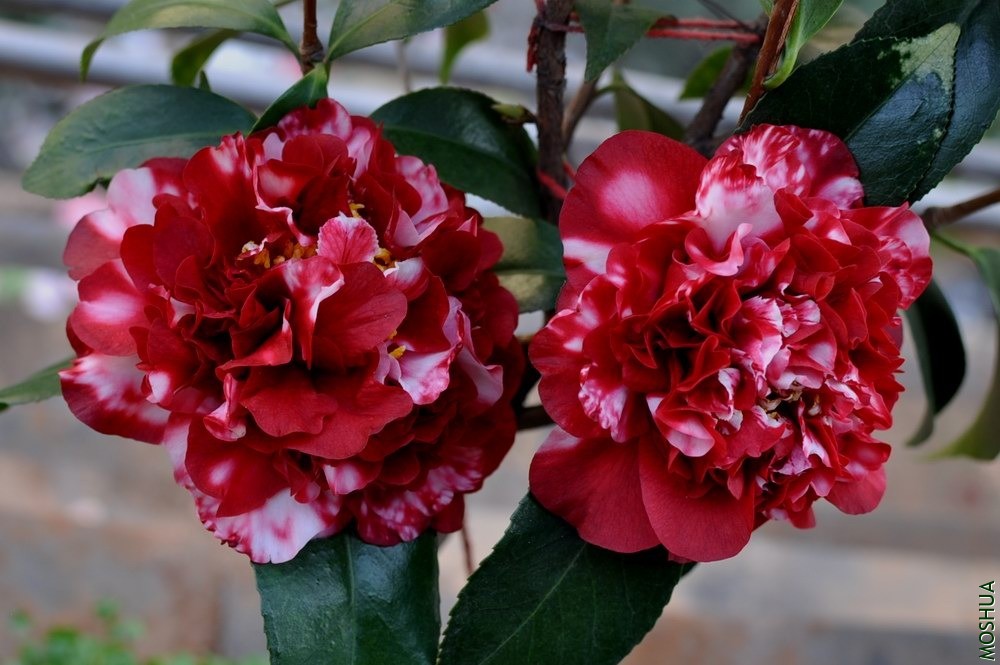 ��ҹƮ�� (58).JPG