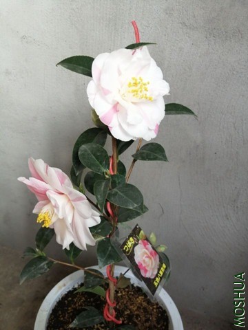 QQͼƬ20200326085810_����.jpg