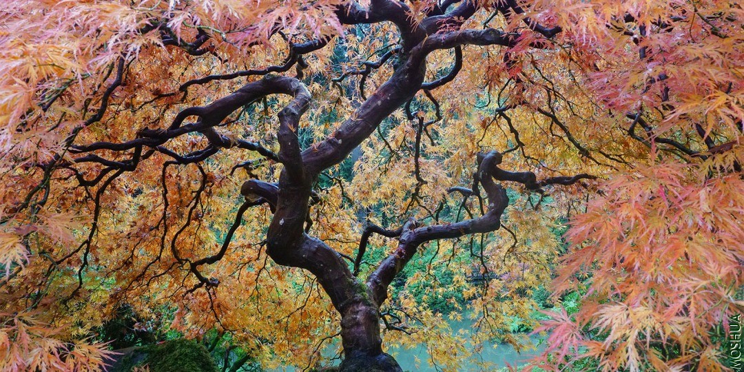 Peak-Color-Portland-Japanese-Garden.-Photo-by-Tyler-Quinn-2018-10-29-DSC01498_lo.jpg