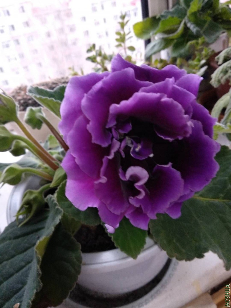 ΢��ͼƬ_20200331191652.jpg