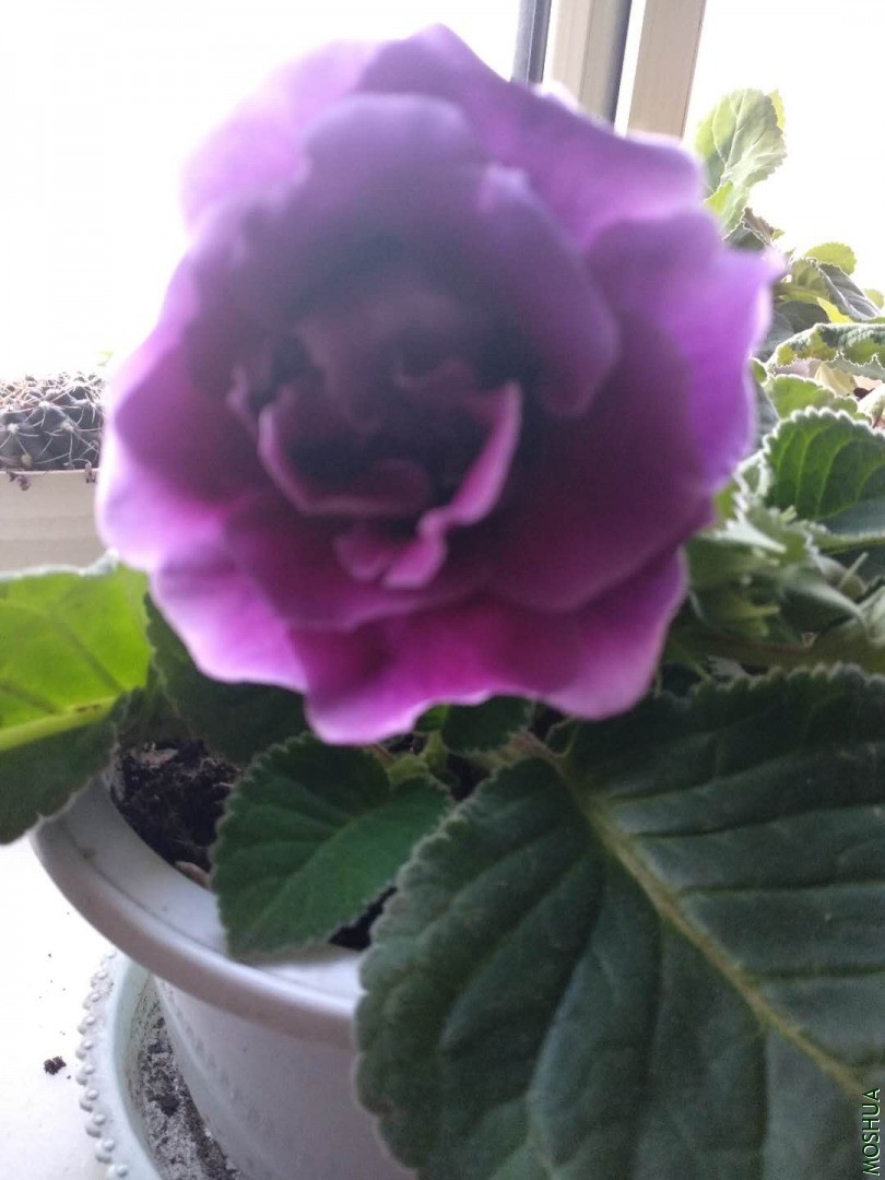 ΢��ͼƬ_20200331191701.jpg