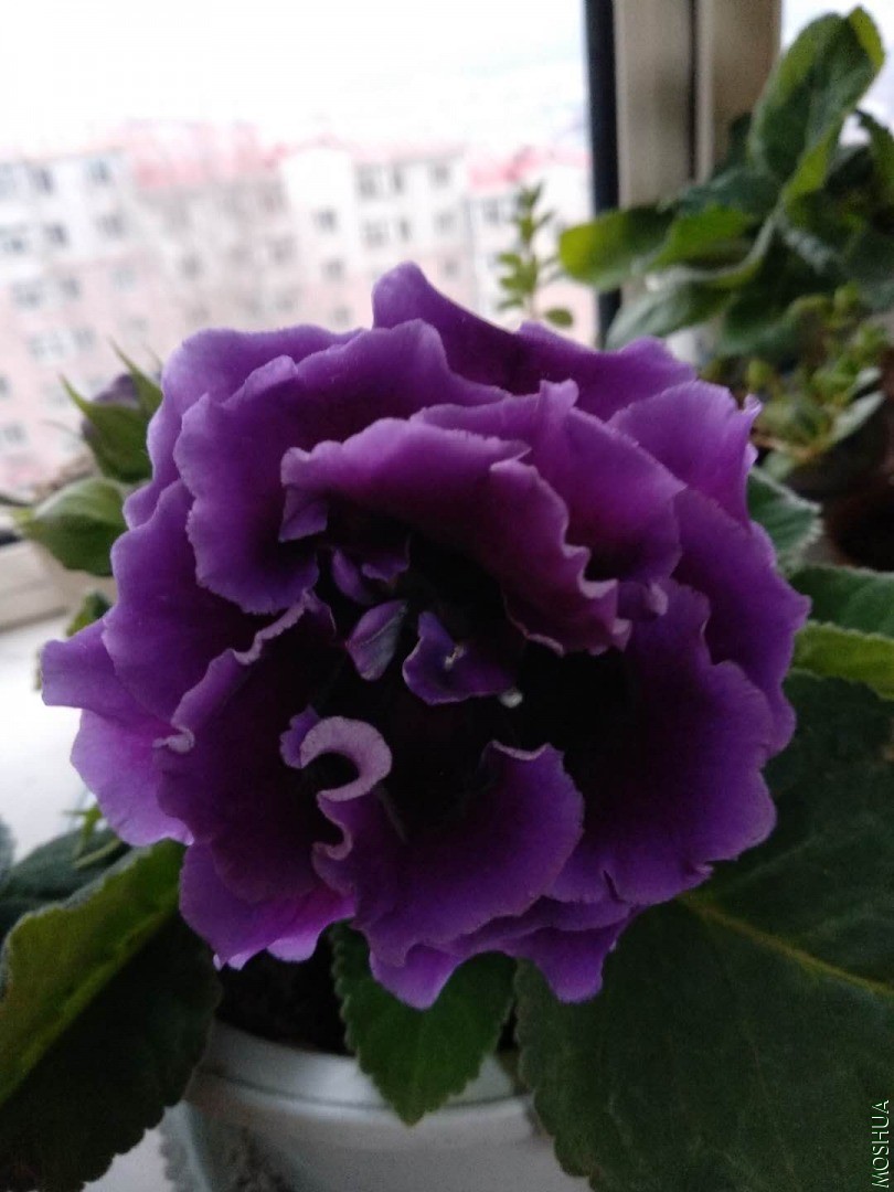 ΢��ͼƬ_20200331191711.jpg