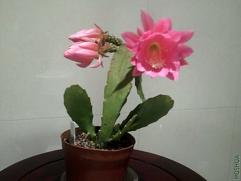 DSCF0001_����.jpg