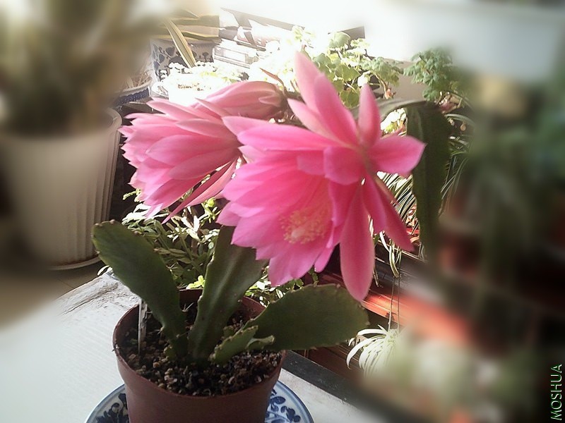 DSCF0006_����.jpg