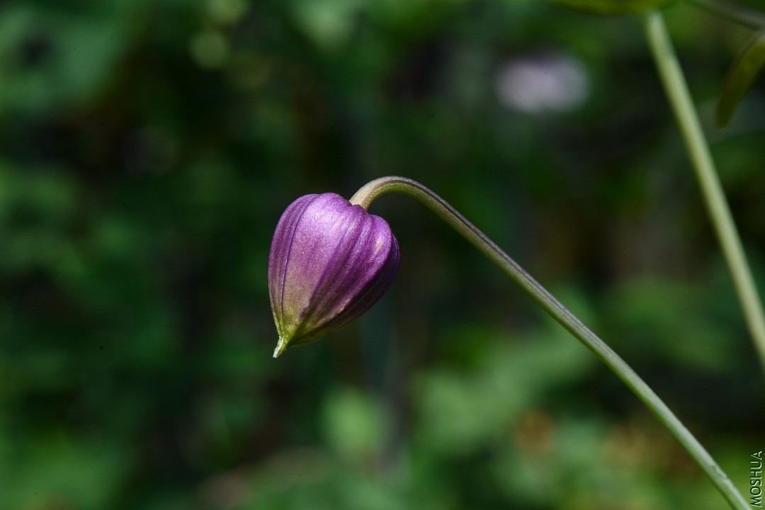DSC_5274.JPG