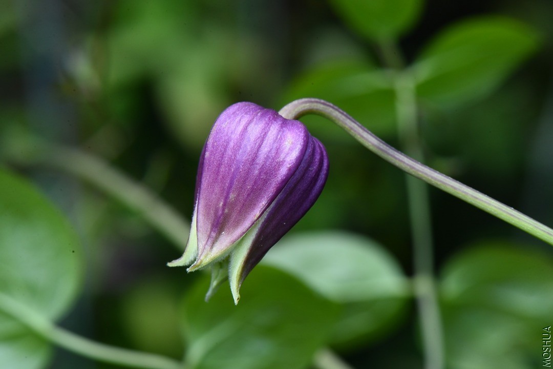 DSC_5307.JPG