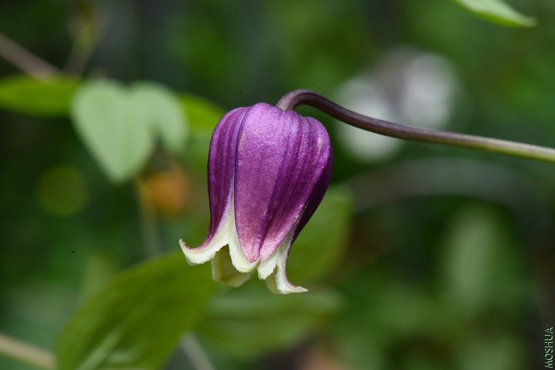 DSC_5359.JPG