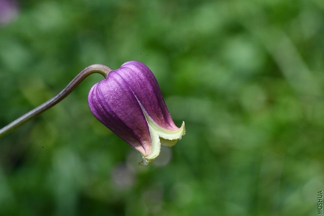 DSC_5373.JPG
