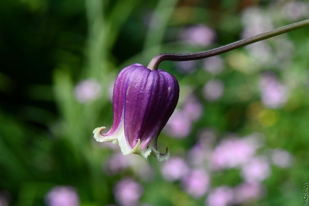 DSC_5467.JPG