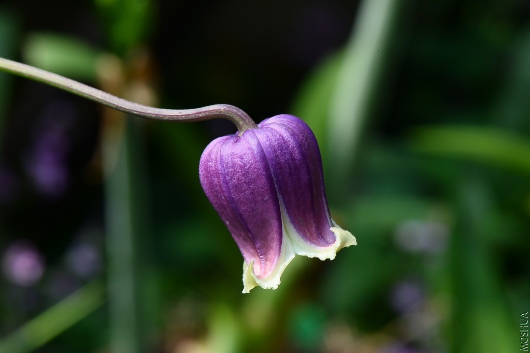 DSC_5487.JPG