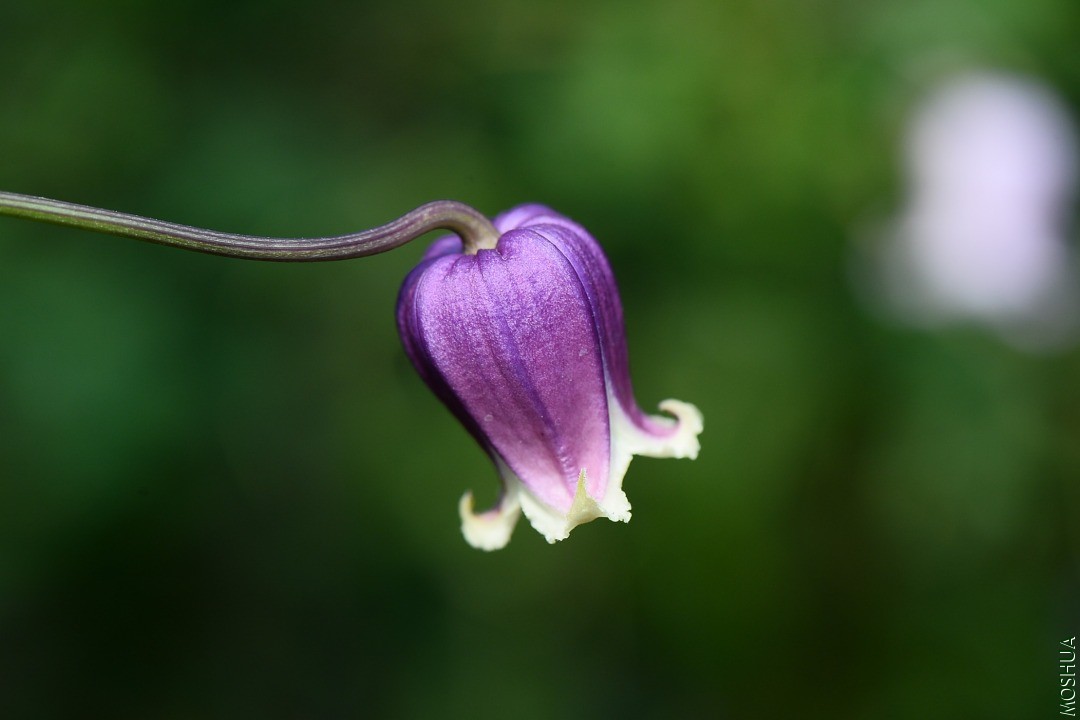 DSC_5587.JPG