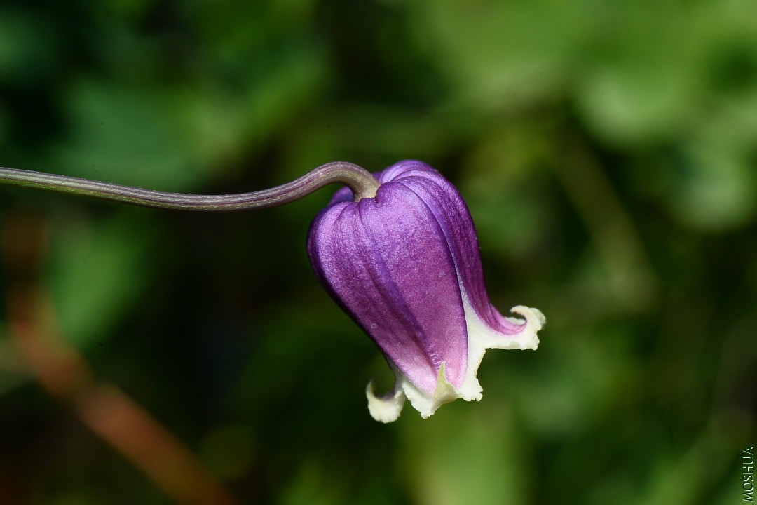 DSC_5609.JPG
